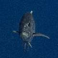 Giant trevally (Caranx ignobilis), photo taken in Indonesia, East Nusa Tenggara, West Manggarai Regency, Batu Bolong