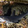 White Tip Reefshark (Triaenodon obesus), photo taken in Indonesia, East Nusa Tenggara, West Manggarai Regency, Batu Bolong
