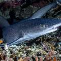White Tip Reefshark (Triaenodon obesus), photo taken in Indonesia, East Nusa Tenggara, West Manggarai Regency, Batu Bolong