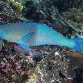 Daisy Parrotfish (Chlorurus sordidus), photo taken in Indonesia, East Nusa Tenggara, West Manggarai Regency, Batu Bolong