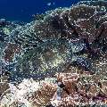 Green Sea Turtle (Chelonia mydas), photo taken in Indonesia, East Nusa Tenggara, West Manggarai Regency, Siaba Besar