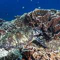 Green Sea Turtle (Chelonia mydas), photo taken in Indonesia, East Nusa Tenggara, West Manggarai Regency, Siaba Besar