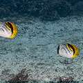 Lined Butterflyfish (Chaetodon lineolatus), photo taken in Indonesia, East Nusa Tenggara, West Manggarai Regency, Siaba Besar