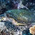 Hawksbill Sea Turtle (Eretmochelys imbricata), photo taken in Indonesia, East Nusa Tenggara, West Manggarai Regency, Siaba Besar