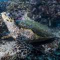 Hawksbill Sea Turtle (Eretmochelys imbricata), photo taken in Indonesia, East Nusa Tenggara, West Manggarai Regency, Siaba Besar