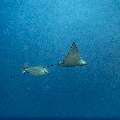 Ocellated eagle ray (Aetobatus ocellatus), photo taken in Indonesia, East Nusa Tenggara, West Manggarai Regency, Siaba Besar