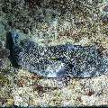 Starry Puffer (Arothron stellatus), photo taken in Indonesia, East Nusa Tenggara, West Manggarai Regency, Siaba Besar