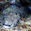 Starry Puffer (Arothron stellatus), photo taken in Indonesia, East Nusa Tenggara, West Manggarai Regency, Siaba Besar