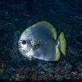 Golden Batfish (Platax boersii), photo taken in Indonesia, East Nusa Tenggara, West Manggarai Regency, Siaba Besar