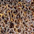 Coral, photo taken in Indonesia, East Nusa Tenggara, West Manggarai Regency, Siaba Besar