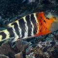 Red-Breasted Wrasse (Cheilinus fasciatus), photo taken in Indonesia, East Nusa Tenggara, West Manggarai Regency, Siaba Besar