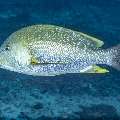 Speckled Snapper (Lutjanus rivulatus), photo taken in Indonesia, East Nusa Tenggara, West Manggarai Regency, Siaba Besar