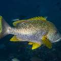 Speckled Snapper (Lutjanus rivulatus), photo taken in Indonesia, East Nusa Tenggara, West Manggarai Regency, Siaba Besar