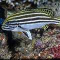 Lined Sweetlips (Plectorhinchus lineatus), photo taken in Indonesia, East Nusa Tenggara, West Manggarai Regency, Siaba Besar