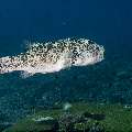 Starry Puffer (Arothron stellatus), photo taken in Indonesia, East Nusa Tenggara, West Manggarai Regency, Siaba Besar