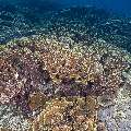 Coral, photo taken in Indonesia, East Nusa Tenggara, West Manggarai Regency, Siaba Besar