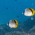 Lined Butterflyfish (Chaetodon lineolatus), photo taken in Indonesia, East Nusa Tenggara, West Manggarai Regency, Siaba Besar
