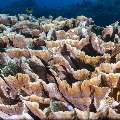 Coral, photo taken in Indonesia, East Nusa Tenggara, West Manggarai Regency, Siaba Besar