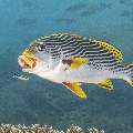 Lined Sweetlips (Plectorhinchus lineatus), photo taken in Indonesia, East Nusa Tenggara, West Manggarai Regency, Siaba Besar