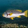 Lined Sweetlips (Plectorhinchus lineatus), photo taken in Indonesia, East Nusa Tenggara, West Manggarai Regency, Siaba Besar