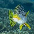 Lined Sweetlips (Plectorhinchus lineatus), photo taken in Indonesia, East Nusa Tenggara, West Manggarai Regency, Siaba Besar