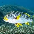 Lined Sweetlips (Plectorhinchus lineatus), photo taken in Indonesia, East Nusa Tenggara, West Manggarai Regency, Siaba Besar