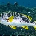 Lined Sweetlips (Plectorhinchus lineatus), photo taken in Indonesia, East Nusa Tenggara, West Manggarai Regency, Siaba Besar