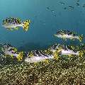 Lined Sweetlips (Plectorhinchus lineatus), photo taken in Indonesia, East Nusa Tenggara, West Manggarai Regency, Siaba Besar