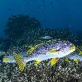 Lined Sweetlips (Plectorhinchus lineatus), photo taken in Indonesia, East Nusa Tenggara, West Manggarai Regency, Siaba Besar