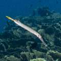 Chinese Trumpetfish (Aulostomus chinensis), photo taken in Indonesia, East Nusa Tenggara, West Manggarai Regency, Siaba Besar