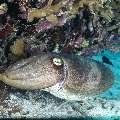 Broadclub cuttlefish (Sepia latimanus), photo taken in Indonesia, East Nusa Tenggara, West Manggarai Regency, Siaba Besar