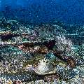 Hawksbill Sea Turtle (Eretmochelys imbricata), photo taken in Indonesia, East Nusa Tenggara, West Manggarai Regency, Mawan
