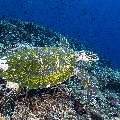 Hawksbill Sea Turtle (Eretmochelys imbricata), photo taken in Indonesia, East Nusa Tenggara, West Manggarai Regency, Mawan
