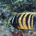 Sixbar Angelfish (Pomacanthus sexstriatus), photo taken in Indonesia, East Nusa Tenggara, West Manggarai Regency, Mawan