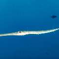 Bluespotted Cornetfish (Fistularia commersonii), photo taken in Indonesia, East Nusa Tenggara, West Manggarai Regency, Mawan