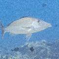 Longface emperor (Lethrinus olivaceus), photo taken in Indonesia, East Nusa Tenggara, West Manggarai Regency, Mawan