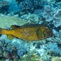 Yellow Boxfish (Ostracion cubicus), photo taken in Indonesia, East Nusa Tenggara, West Manggarai Regency, Mawan