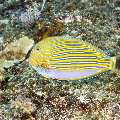 Clown Surgeonfish (Acanthurus lineatus), photo taken in Indonesia, East Nusa Tenggara, West Manggarai Regency, Mawan