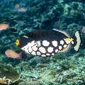 Clown triggerfish (Balistoides conspicillum), photo taken in Indonesia, East Nusa Tenggara, West Manggarai Regency, Mawan