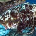 Broadclub cuttlefish (Sepia latimanus), photo taken in Indonesia, East Nusa Tenggara, West Manggarai Regency, Mawan