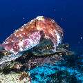 Broadclub cuttlefish (Sepia latimanus), photo taken in Indonesia, East Nusa Tenggara, West Manggarai Regency, Mawan