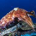 Broadclub cuttlefish (Sepia latimanus), photo taken in Indonesia, East Nusa Tenggara, West Manggarai Regency, Mawan