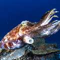 Broadclub cuttlefish (Sepia latimanus), photo taken in Indonesia, East Nusa Tenggara, West Manggarai Regency, Mawan