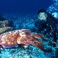 Broadclub cuttlefish (Sepia latimanus), photo taken in Indonesia, East Nusa Tenggara, West Manggarai Regency, Mawan