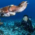 Broadclub cuttlefish (Sepia latimanus), photo taken in Indonesia, East Nusa Tenggara, West Manggarai Regency, Mawan