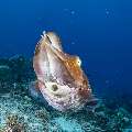 Broadclub cuttlefish (Sepia latimanus), photo taken in Indonesia, East Nusa Tenggara, West Manggarai Regency, Mawan
