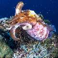 Broadclub cuttlefish (Sepia latimanus), photo taken in Indonesia, East Nusa Tenggara, West Manggarai Regency, Mawan