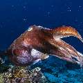 Broadclub cuttlefish (Sepia latimanus), photo taken in Indonesia, East Nusa Tenggara, West Manggarai Regency, Mawan