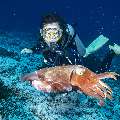 Broadclub cuttlefish (Sepia latimanus), photo taken in Indonesia, East Nusa Tenggara, West Manggarai Regency, Mawan