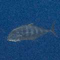 Yellowspotted Trevally (Carangoides fulvoguttatus), photo taken in Indonesia, East Nusa Tenggara, West Manggarai Regency, Mawan